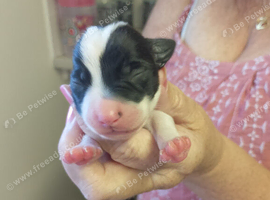 Chihuahua cross Jack Russell
