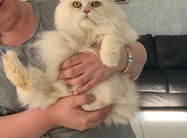 Beautiful white fluffy Persian male 3 years old