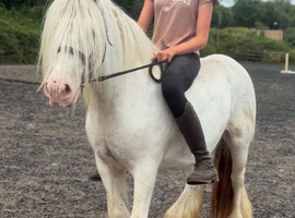 13&rsquo;1 - 17yo - mare