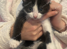 4 kittens availible to go in 2 weeks time