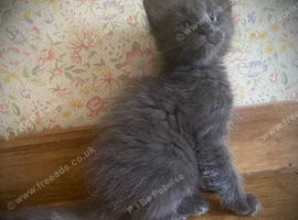 Full Maine Coon Russian Bred Male Kittens