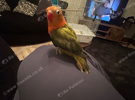 Handreared lovebird