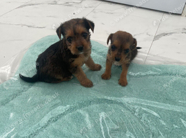 Looking For New Home