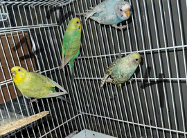 3 female and 1 male left budgies for sale