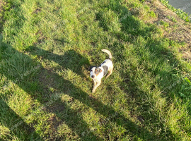 Jack russel Draco