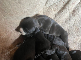 Vizla x lurcher pups