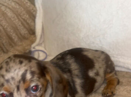 Miniature dachshund
