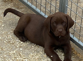 Chunky show type Labrador pups from kc reg and health tested parents 1 girl 2 boys left
