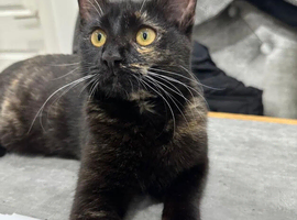 IVA - the cat of your dreams
