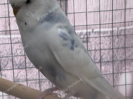 Budgies for sale