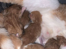 Newborn kittens