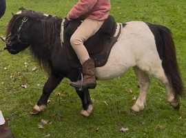 Fully Registered Miniature Shetland