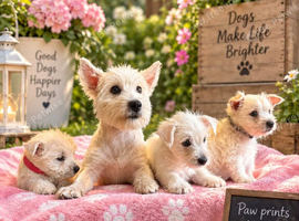 West highland terrier