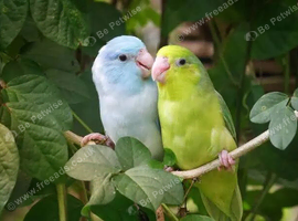 Parrotlets wanted