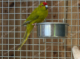 Kakarikis
