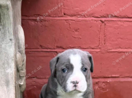 Staffie puppies