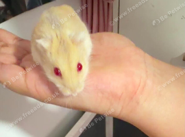 Russian Dwarf boy hamster
