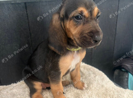 Stunning bloodhounds