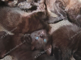 5 beautiful kittens looking for their home