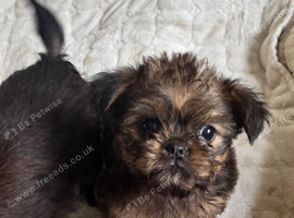 Griffon cross red female
