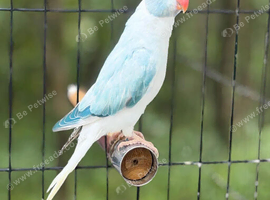 Blue cleartail opaline semi tame