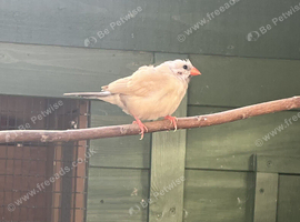 Young Fawn Hex Finch For Sale