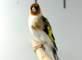 Goldfinch