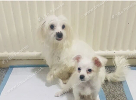 Adorable Tiny Maltese Female Puppy Available Sept