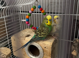 Burdgies