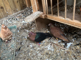 Free doves