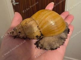 Giant African Land Snails