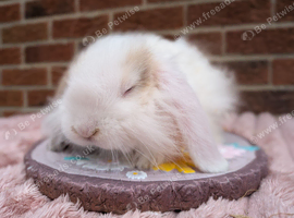 Mini lops ready