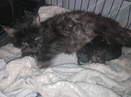 12 week old 4 maincoon kittens
