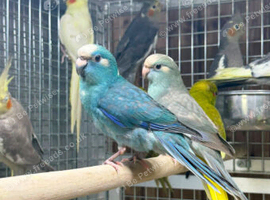 LOOKING FOR KAKARIKIS