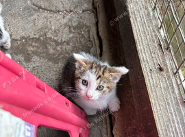Farm kittens