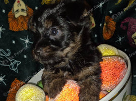 Beautiful miniture pedigree Yorkshire Terrier Puppys