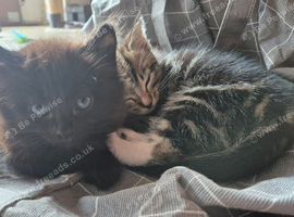 Kittens x3 2x left