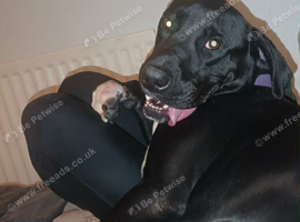Lab Mix for sale