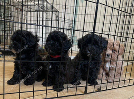 Maltipoo boy
