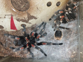 B.Auratum