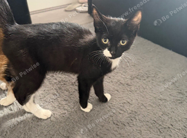 Tuxedo/Tortoiseshell Mix
