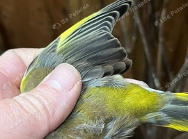 Green Finch Breeding Pair