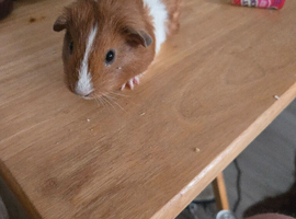 baby Guinea pigs for sale