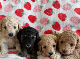 Extensively Health Tested kc toy poodle puppies