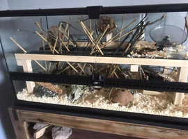 Exo terra terrarium