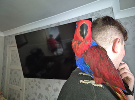 Talkative female eclectus.