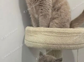 British shorthair