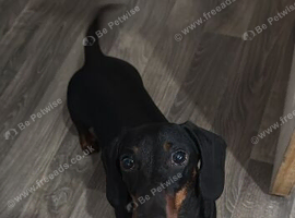 Male dashound number in description