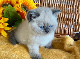 BEAUTIFUL PURE BRED BSH TEDDY BEARS