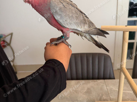Handreared Female baby galah cockatoo